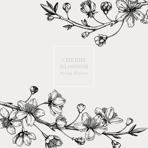Cherry blossom card or invitation design. Flowering branch with flowers and leaves illustration. Black contoured sakura drawing. Botanical vector template with spring tree isolated on retro background